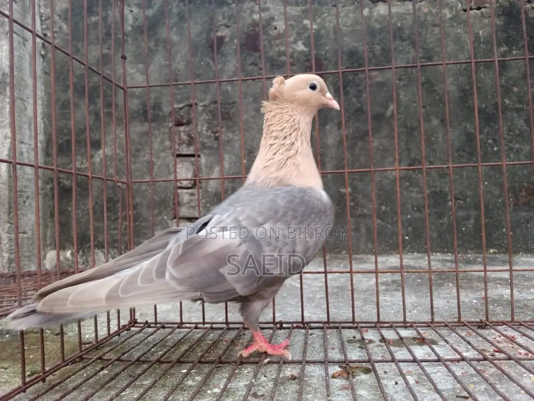 চুয়া চন্দন নর (মেল)