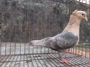চুয়া চন্দন নর (মেল)