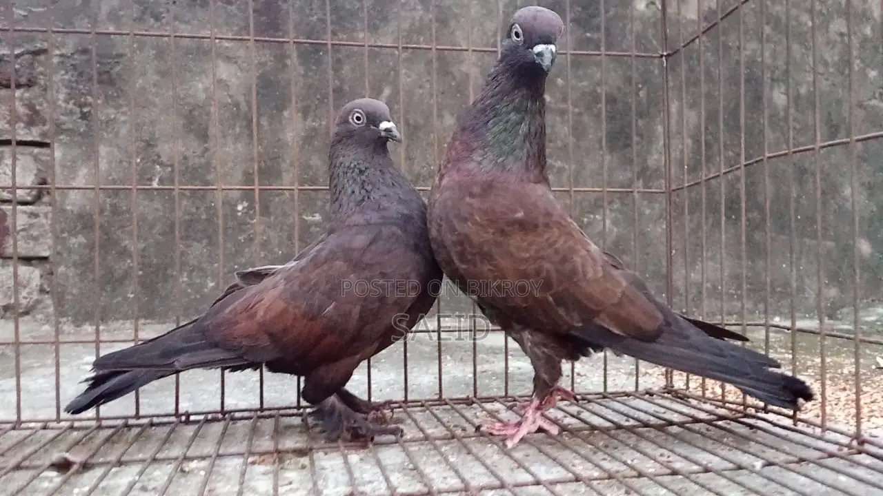চিলা পেয়ার