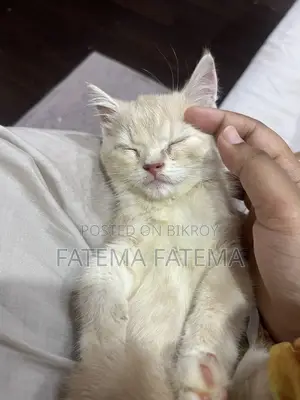 1-3 months Male Purebred American Shorthair