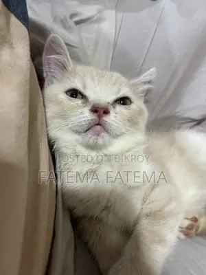 1-3 months Male Purebred American Shorthair