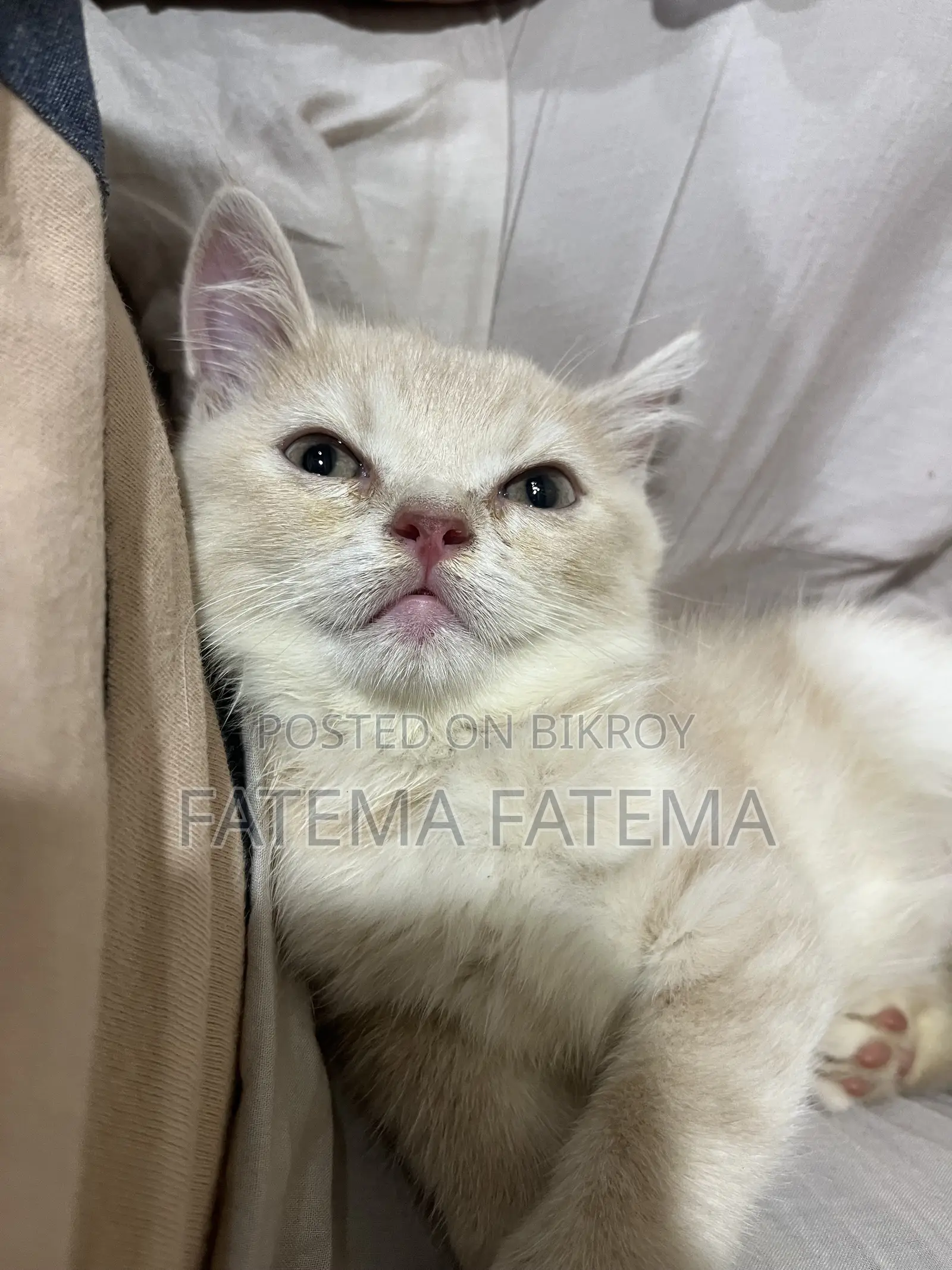 1-3 months Male Purebred American Shorthair
