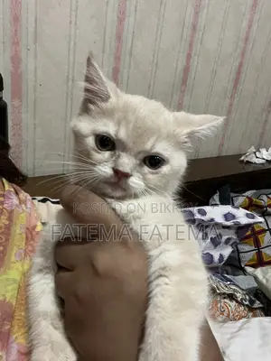 1-3 months Male Purebred American Shorthair