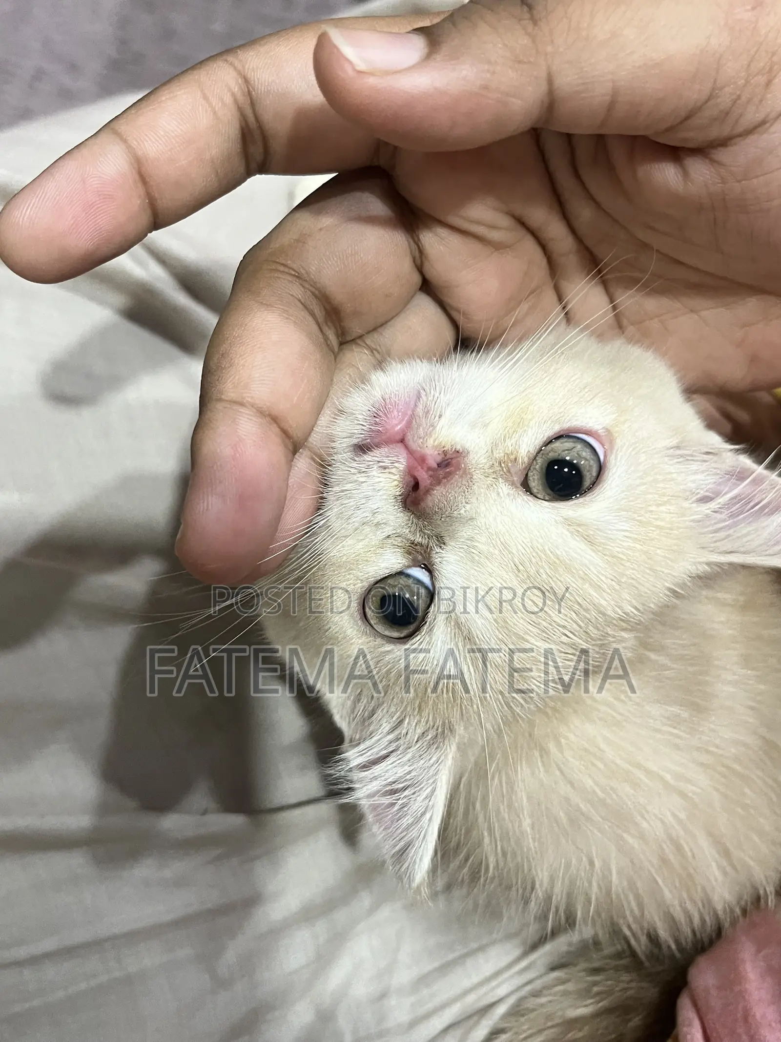 1-3 months Male Purebred American Shorthair