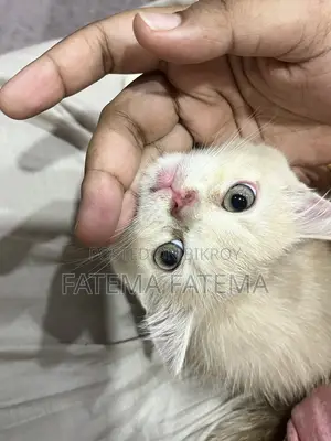 1-3 months Male Purebred American Shorthair