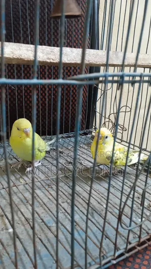 Bajigar Bird Pair for Sale [ WITHOUT CAGE ]