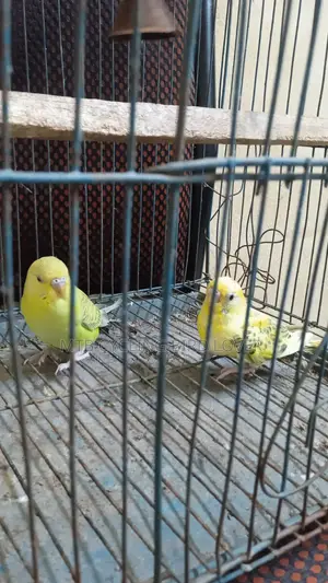 Bajigar Bird Pair for Sale [ WITHOUT CAGE ]