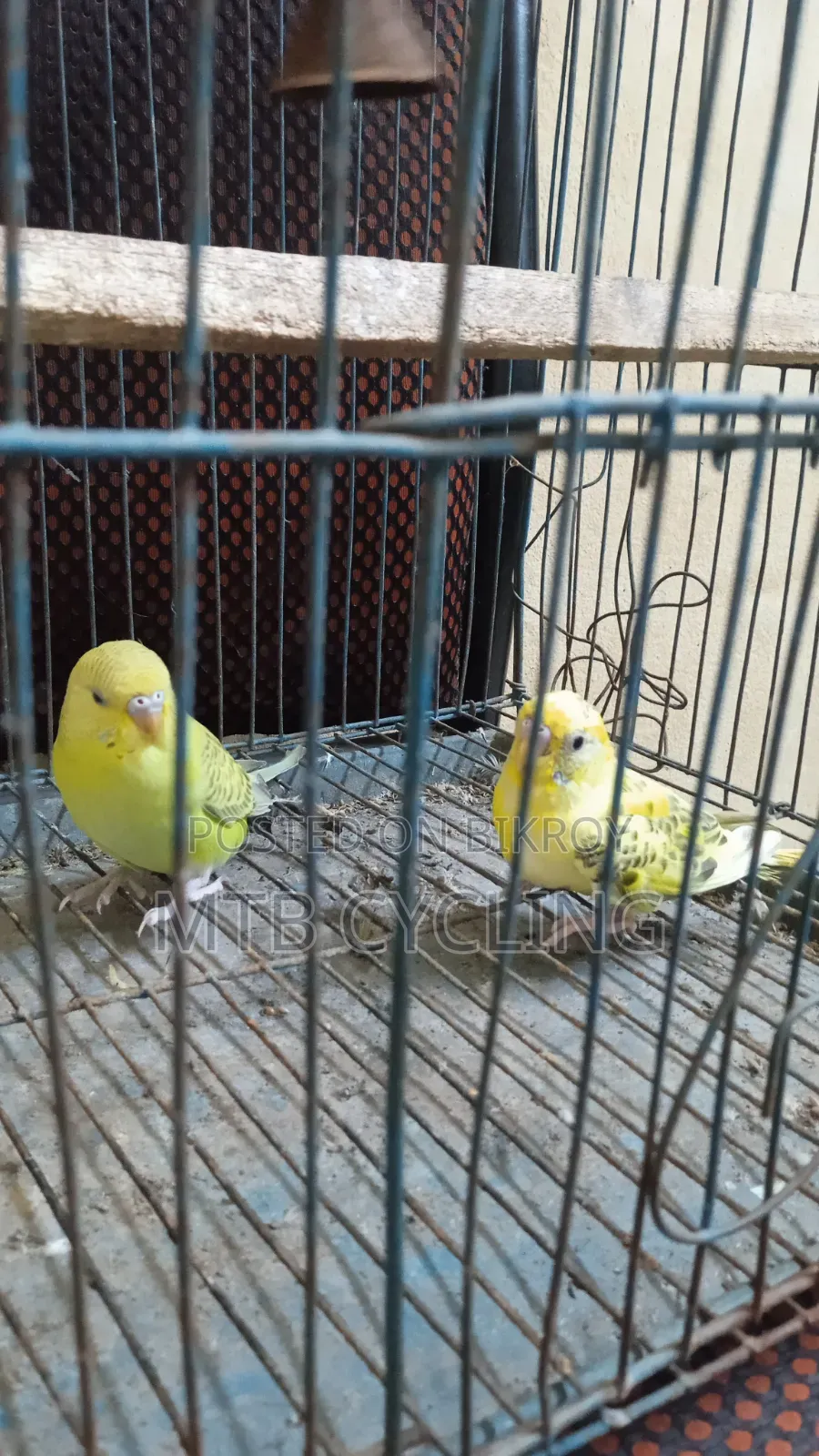 Bajigar Bird Pair for Sale [ WITHOUT CAGE ]