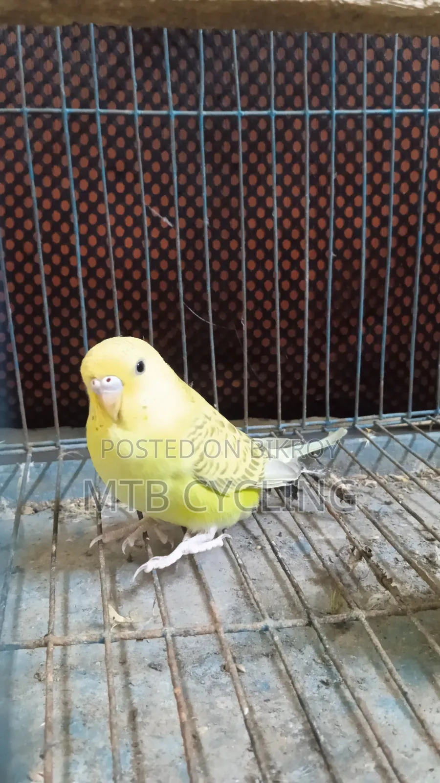 Bajigar Bird Pair for Sale [ WITHOUT CAGE ]