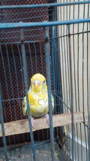 Bajigar Bird Pair for Sale [ WITHOUT CAGE ]