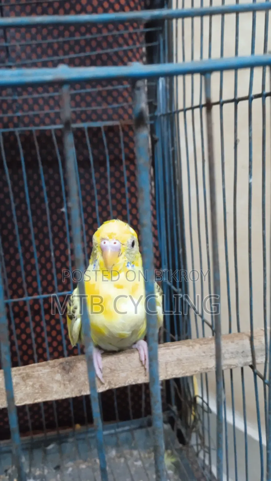 Bajigar Bird Pair for Sale [ WITHOUT CAGE ]