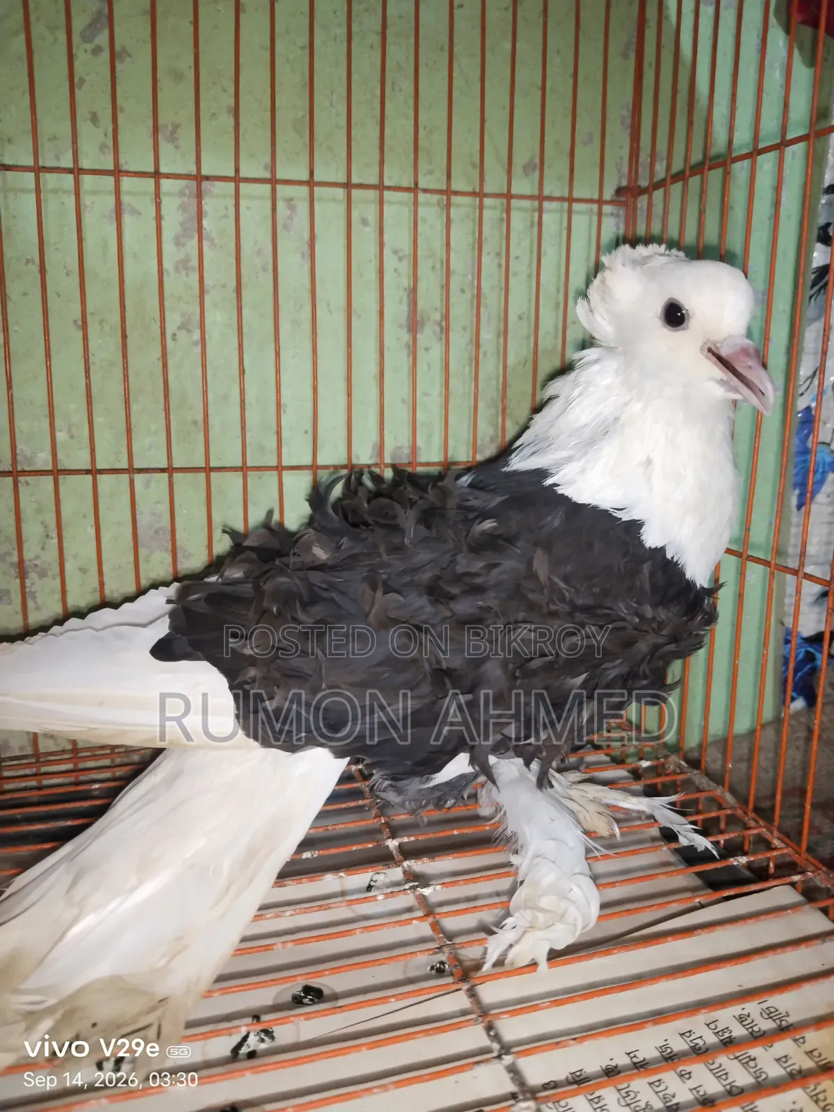 ফিলব্যাক নিউ এডাল্ট মাদি কবুতর