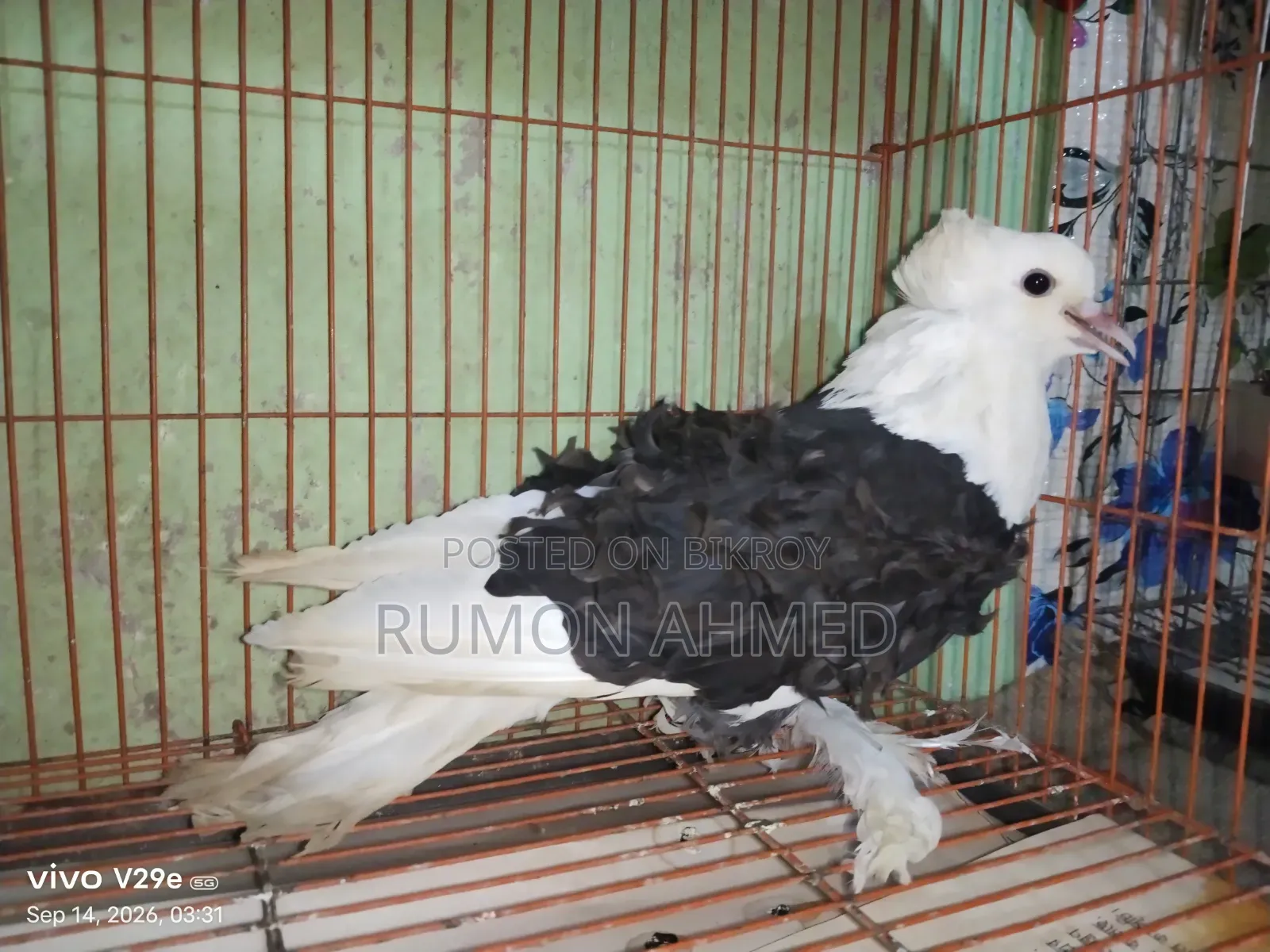 ফিলব্যাক নিউ এডাল্ট মাদি কবুতর