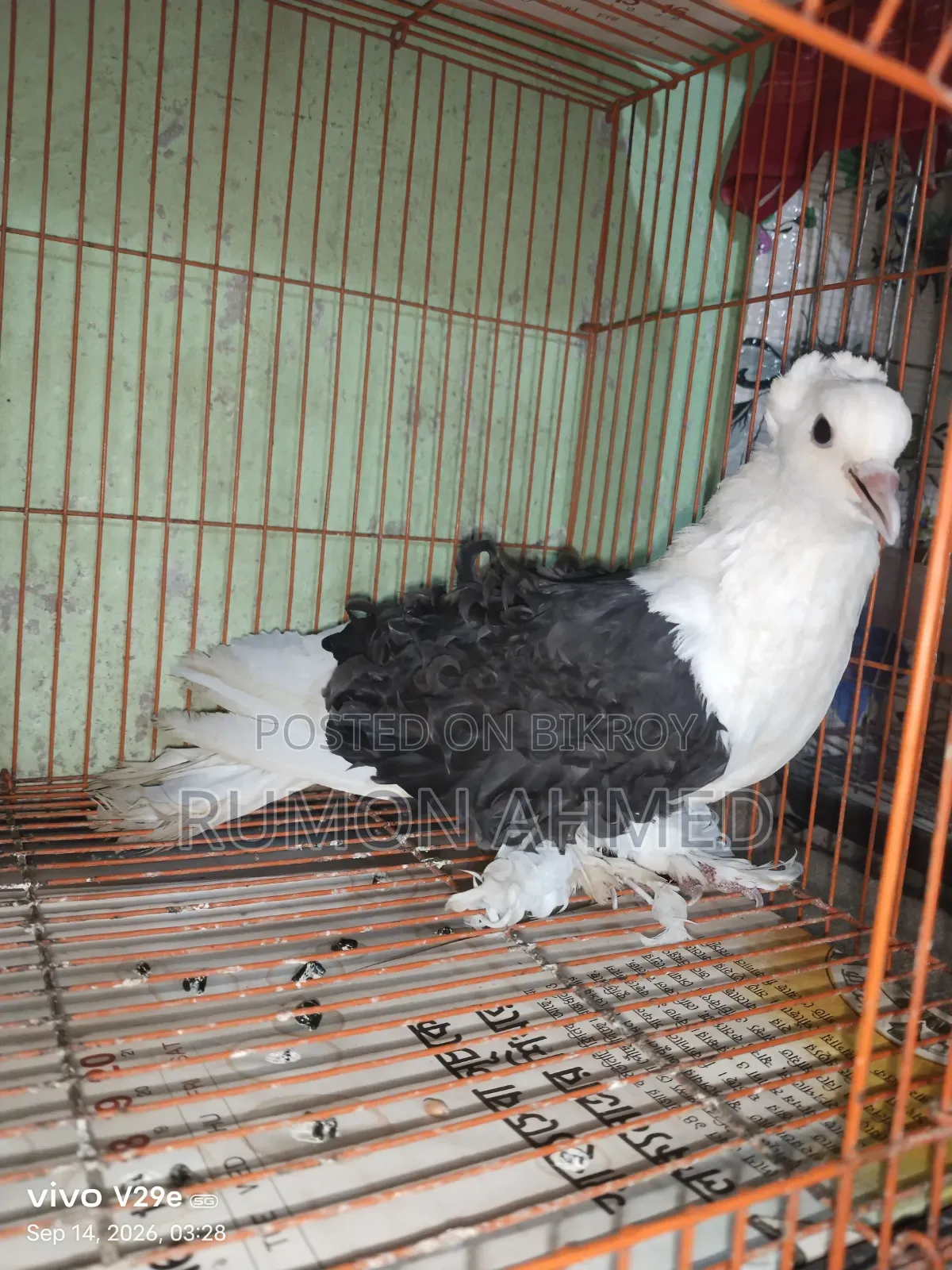 ফিলব্যাক নিউ এডাল্ট মাদি কবুতর