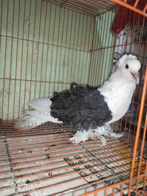 ফিলব্যাক নিউ এডাল্ট মাদি কবুতর