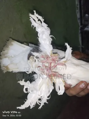 ফিলব্যাক নিউ এডাল্ট মাদি কবুতর