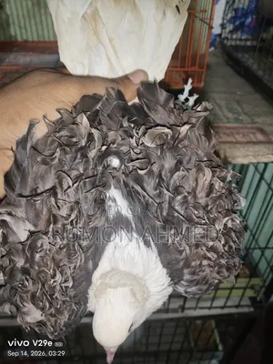 ফিলব্যাক নিউ এডাল্ট মাদি কবুতর