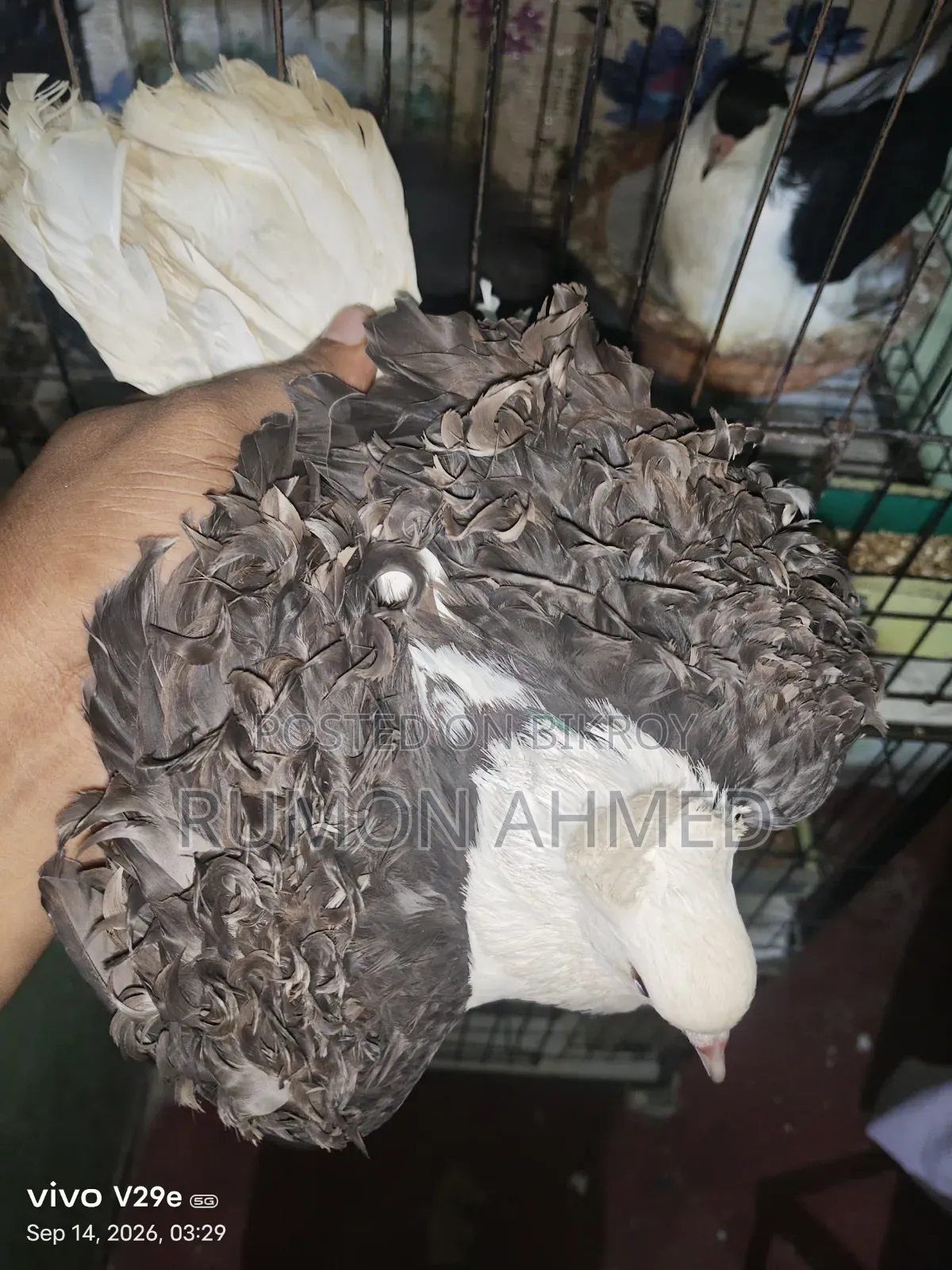 ফিলব্যাক নিউ এডাল্ট মাদি কবুতর