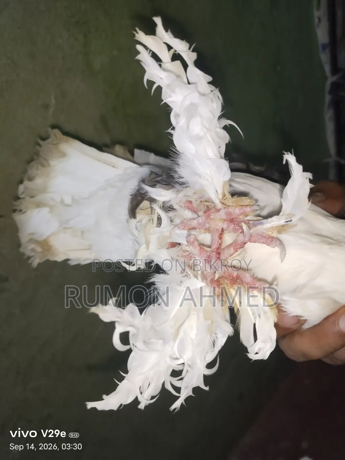 ফিলব্যাক নিউ এডাল্ট মাদি কবুতর