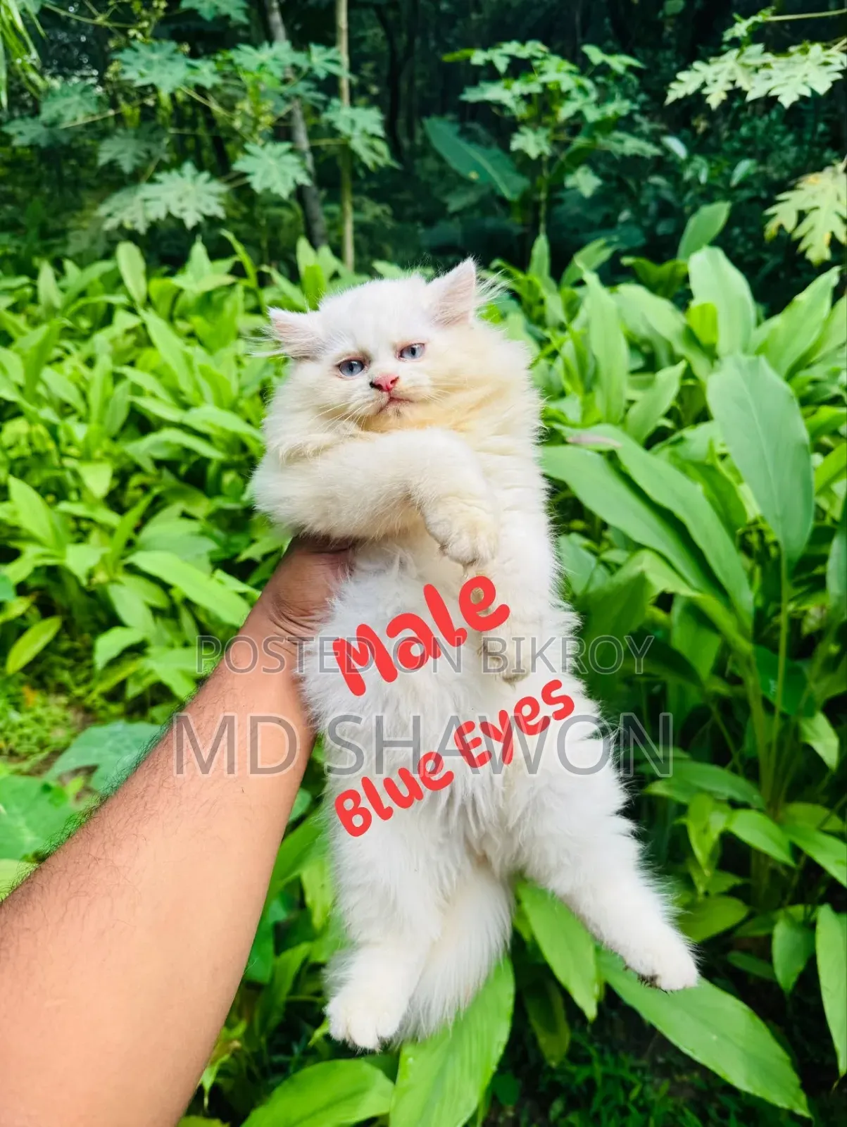 1-3 months Male Purebred Exotic
