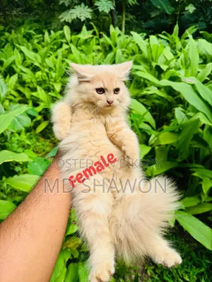 1-3 months Male Purebred Exotic