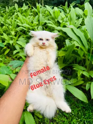 1-3 months Male Purebred Exotic