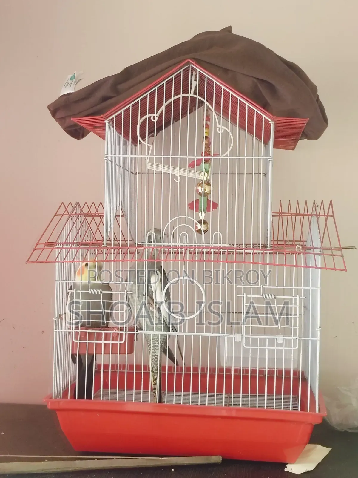Healthy and Energetic Full Adult Male Cockatiel (Normal Grey Pied) Bird for Sale