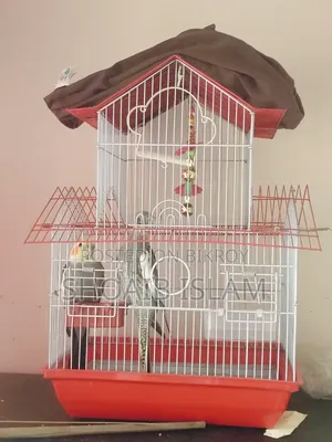 Healthy and Energetic Full Adult Male Cockatiel (Normal Grey Pied) Bird for Sale