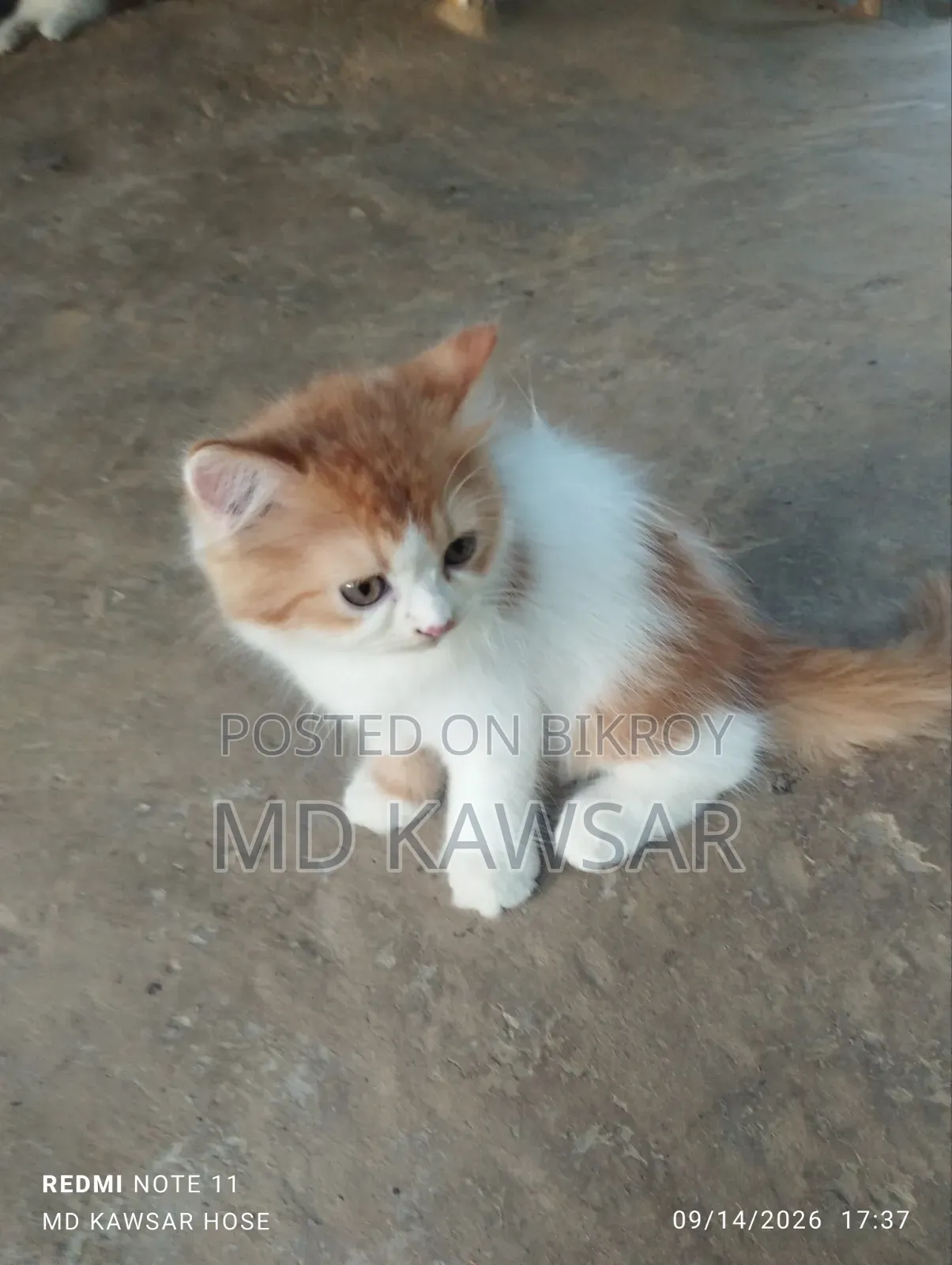 1-3 months Female Purebred Persian