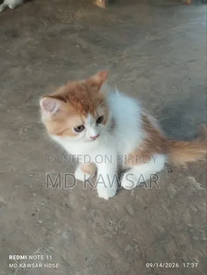 1-3 months Female Purebred Persian