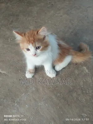 1-3 months Female Purebred Persian