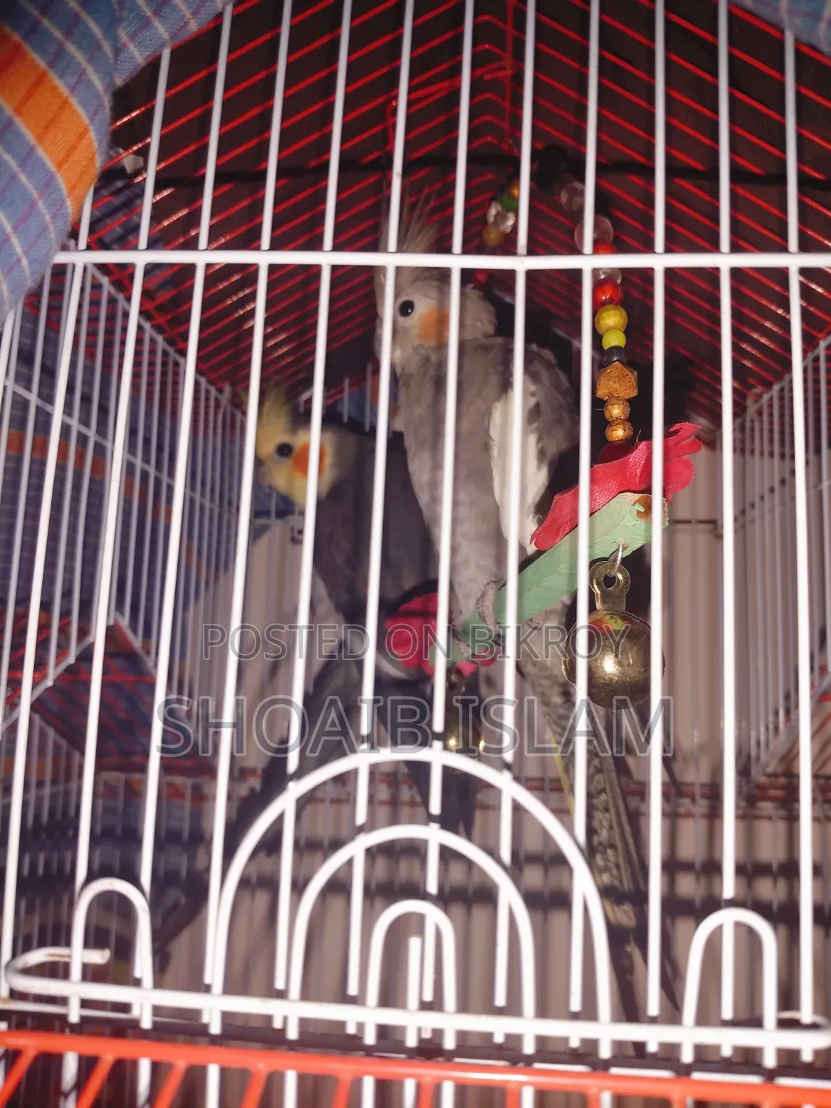 Healthy and Energetic Full Adult Male Cockatiel (Normal Grey Pied) Bird for Sale