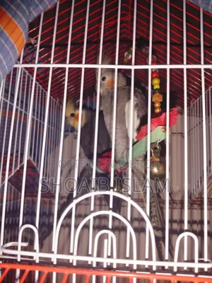 Healthy and Energetic Full Adult Male Cockatiel (Normal Grey Pied) Bird for Sale