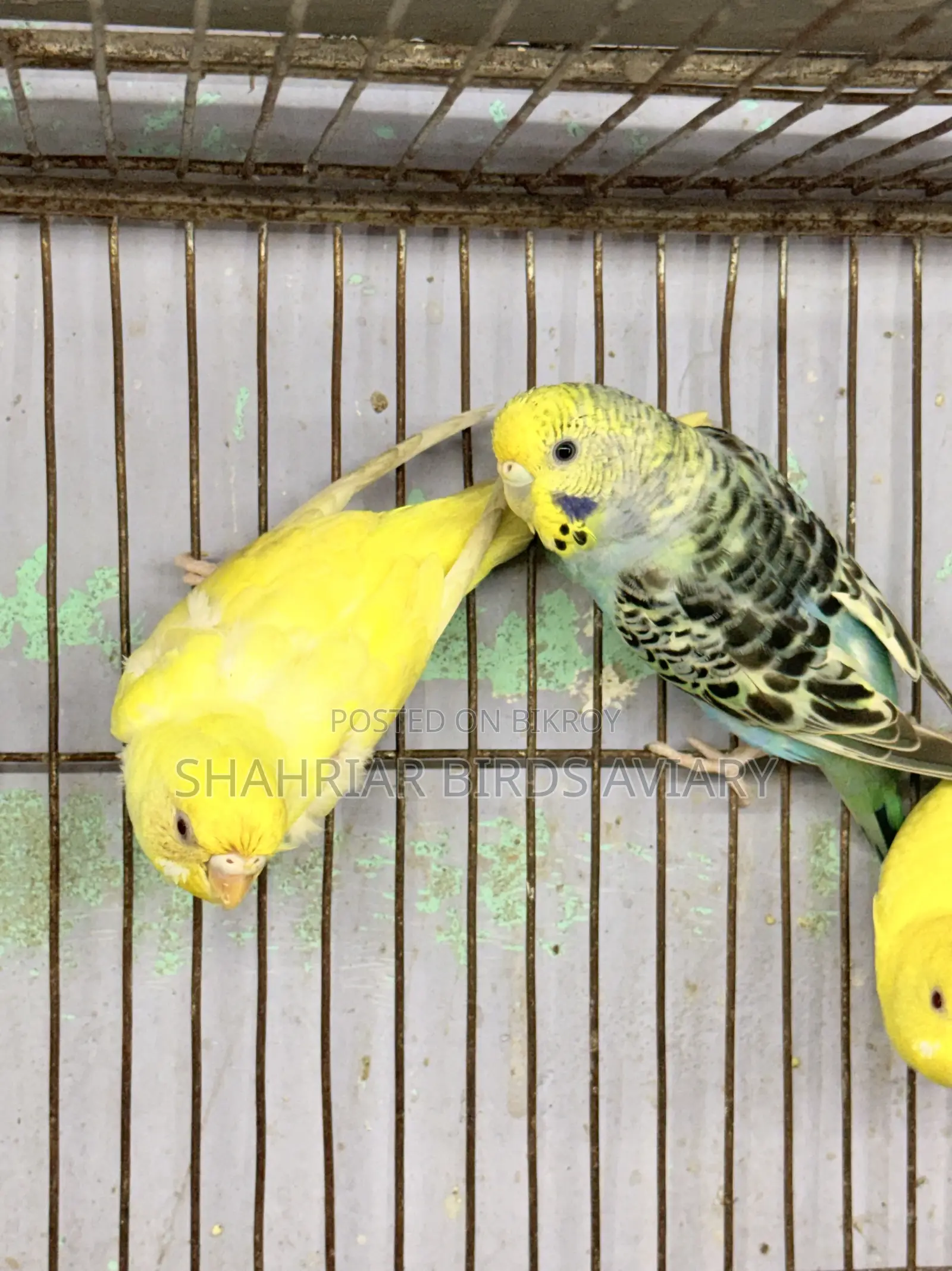 Running Budgerigar Pair