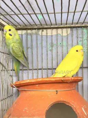 Budgerigar Bird (Master Pair)