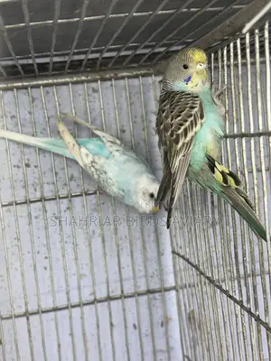 Adult Budgerigar Bird