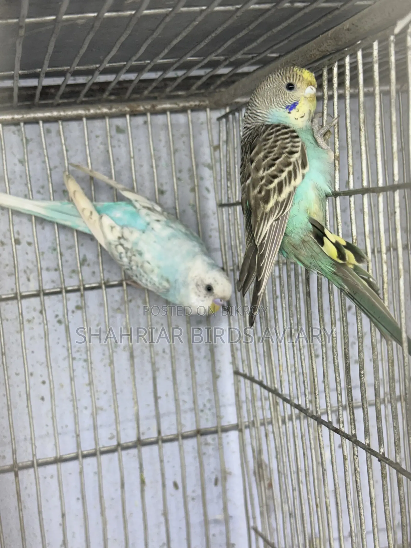 Adult Budgerigar Bird
