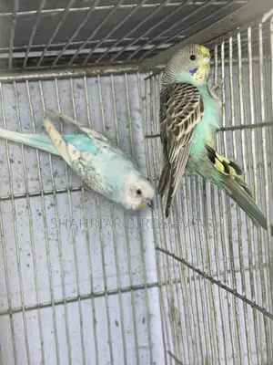 Adult Budgerigar Bird