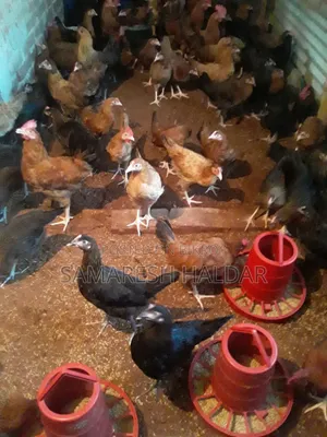 Local chicken for sale. Sundali Bazar
