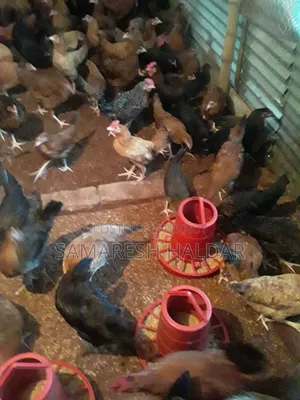 Local chicken for sale. Sundali Bazar