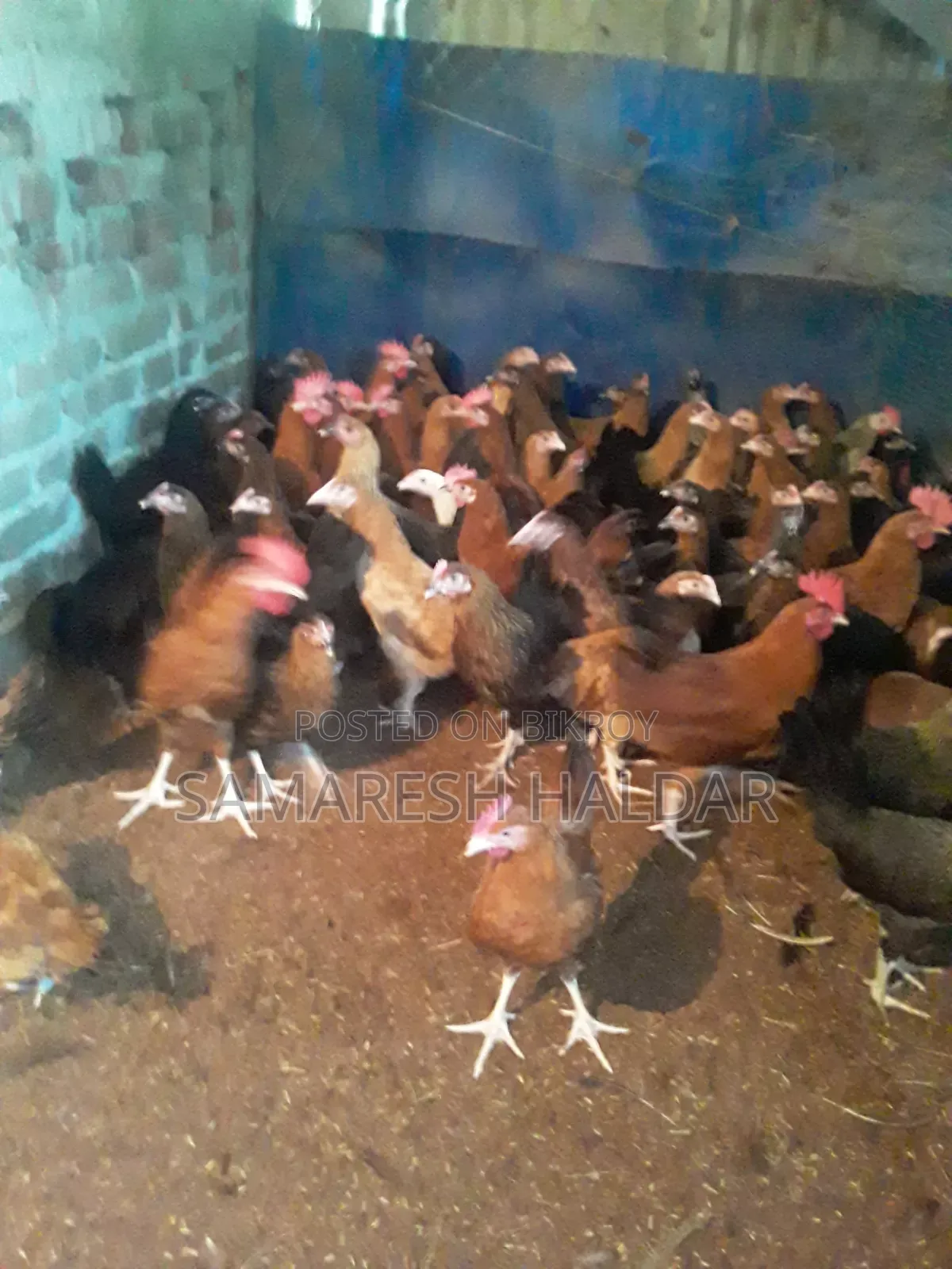 Local chicken for sale. Sundali Bazar