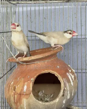 জাভা পাখি ,চকলেট কালার (রেড আই)