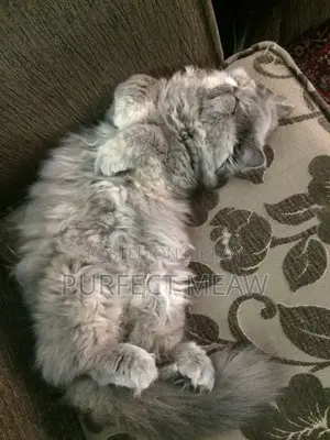 1+ Year Female Purebred Persian