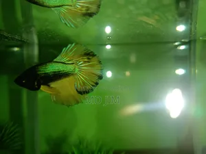 বেটা ফাইটার মাছ