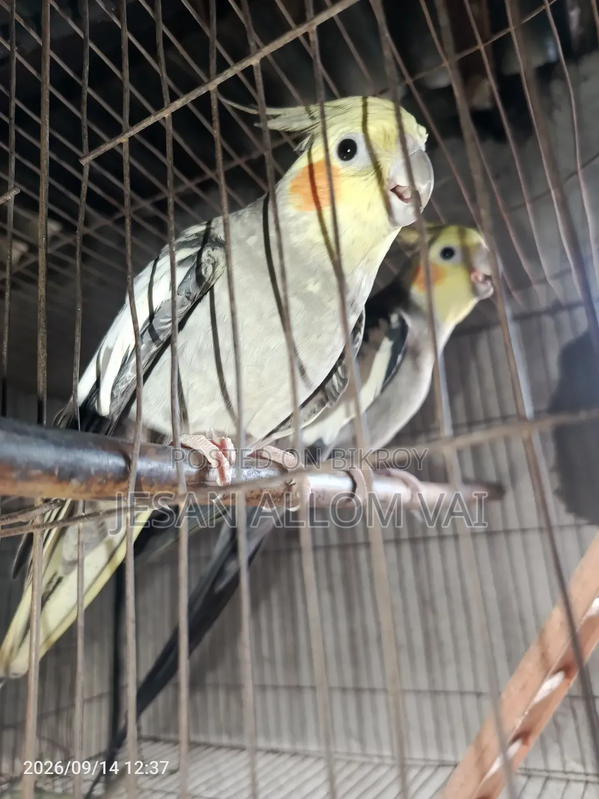 Cockatiel Bird