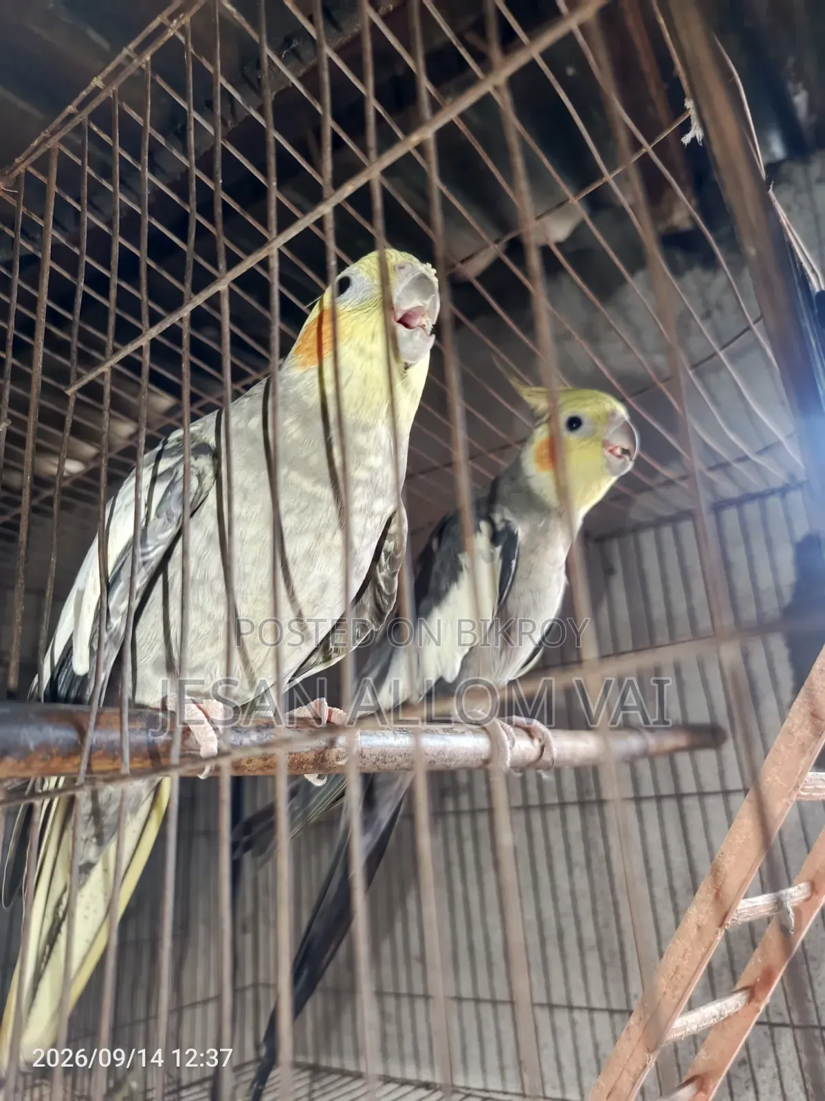 Cockatiel Bird