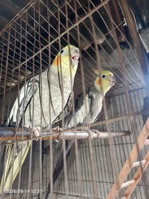 Cockatiel Bird