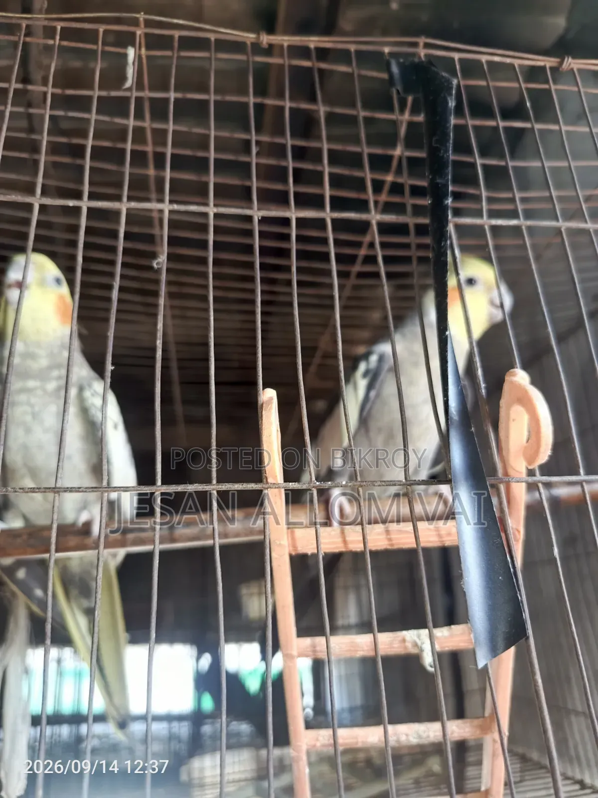 Cockatiel Bird