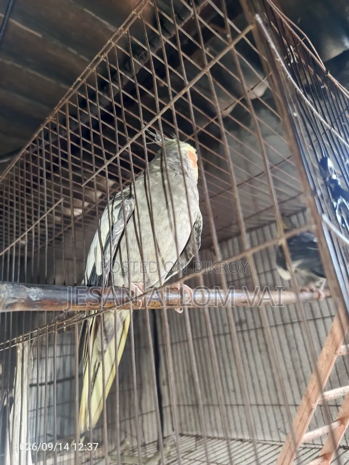 Cockatiel Bird