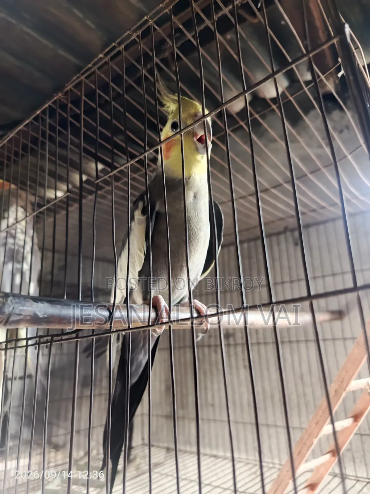 Cockatiel Bird